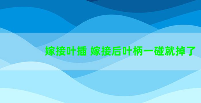 嫁接叶插 嫁接后叶柄一碰就掉了